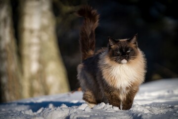 ragdoll cat outside in the snow