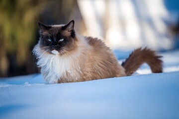 ragdoll cat outside in the snow