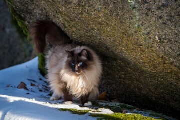 ragdoll cat outside in the snow
