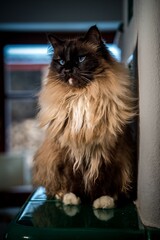 ragdoll cat on the stove