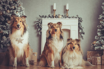3 rough Collies sable liegen vor einem Kamin mit Weihnachtsb&auml;umen und Deko Xmas Var. 2
