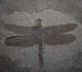 fossil of prehistoric dragonfly  in the stone © wlad074