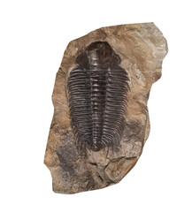 fossil of trilobite on white, isolated © wlad074