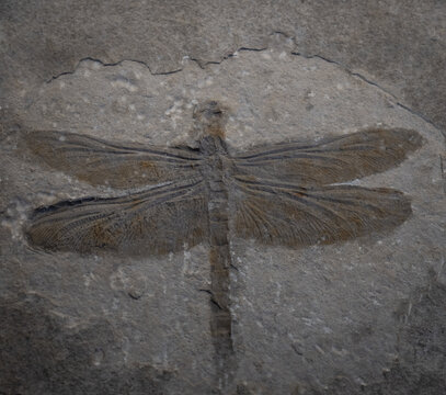 fossil of prehistoric dragonfly  in the stone
