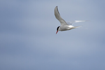 A polar tern floating on sky