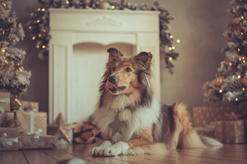 Portrait sch&ouml;ner rought Collie sable liegt vor einem Kamin und gold wei&szlig;en Weihnachtsbaum mit Bokeh Var. 5