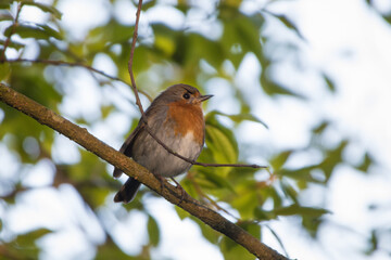 ed Breasted bird Robin Erithacus rubecula on tree in forest