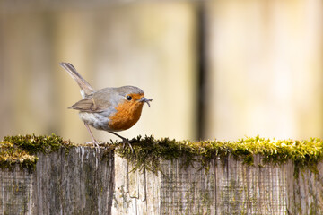 Red robin or Erithacus rubecula sitting on an old tree fence