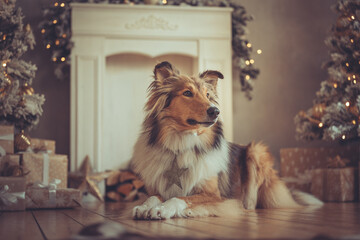 Portrait sch&ouml;ner rought Collie sable liegt vor einem Kamin und gold wei&szlig;en Weihnachtsbaum mit Bokeh Var. 2