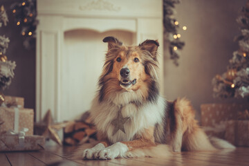portrait sch&ouml;ner rought collie sable liegt vor einem kamin und gold wei&szlig;en weihnachtsbaum mit bokeh var. 1