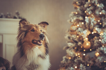 Portrait sch&ouml;ner rought Collie sable vor einem gold wei&szlig;en Weihnachtsbaum mit Bokeh Var. 3