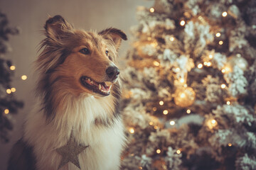 Portrait sch&ouml;ner rought Collie sable vor einem gold wei&szlig;en Weihnachtsbaum mit Bokeh Var. 2