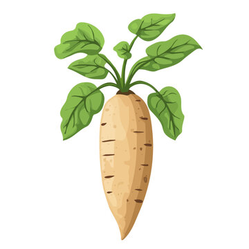 2D flat vector illustration of Wild Yam, designed in a clean icon style and isolated on a white background.