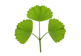 Bright green trifoliate leaf structure with three fan-shaped segments, fresh and vibrant natural element.
