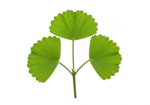 Bright green trifoliate leaf structure with three fan-shaped segments, fresh and vibrant natural element.