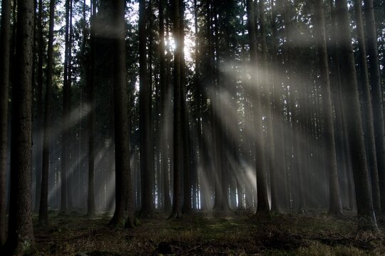 morning fog in the wood with sunsnihe light
