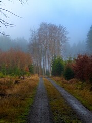 autumn nature in bohemian forest cesky les in czechia