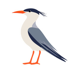 Tern, modern 2D flat vector illustration in icon style, isolated on pure white background.
