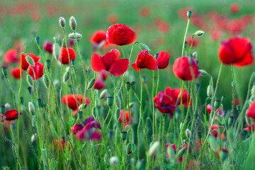 Obraz premium Vivid red poppy field in green grass.