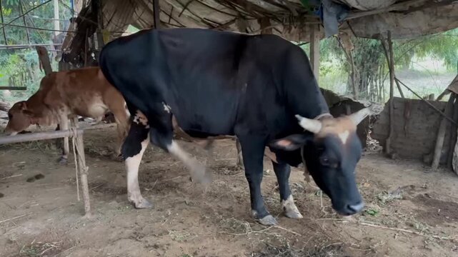 Bull cattle inside a shelter. a zebu cattle, possibly a Thutho breed. 