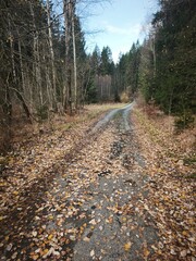 autumn nature in bohemian forest cesky les in czechia
