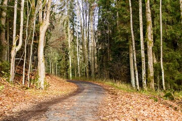 autumn nature in bohemian forest cesky les in czechia