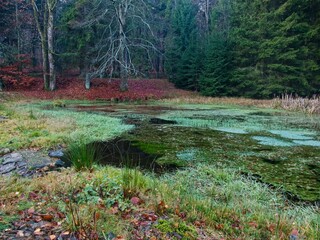 autumn nature in bohemian forest cesky les in czechia