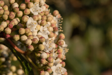 A cluster of delicate white flowers and rounded buds, showcasing intricate details and natural beauty