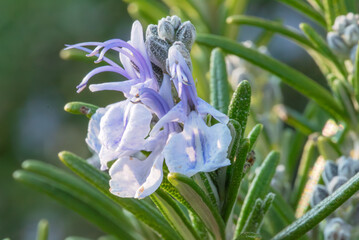 The delicate beauty of rosemary blossoms, showcasing their pale blue petals amidst the plant's green, needle-like leaves