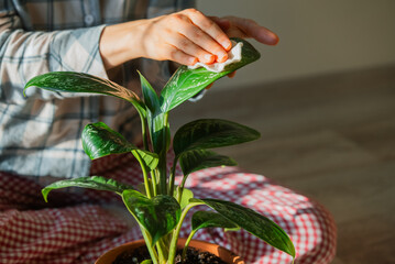 Woman carefully wiping dust from a vibrant aglaonema houseplant leaf. Practicing plant care and home gardening. Maintaining clean healthy indoor foliage. A daily routine for a thriving green lifestyle