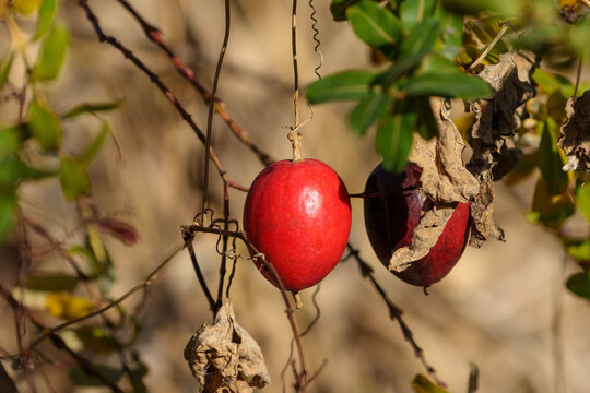 Close‑up photo of bright red Japanese snake gourds
