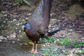 A male great argus (Argusianus argus), which is a species of pheasant from Southeast Asia.
A brown-plumaged pheasant with a blue head and neck, rufous red upper breast, black hair-like feathers.