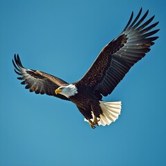 Fototapeta premium Majestic bald eagle soars effortlessly across a clear blue sky, embodying freedom and American spirit with powerful wings