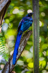 The long-tailed glossy starling (Lamprotornis caudatus) is a member of the starling family of birds. It is a resident breeder in tropical Africa from Senegal east to Sudan.