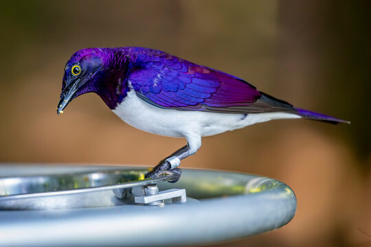 a Violet-backed starling .
It is a relatively small species of starling in the family Sturnidae. This is a strongly sexually dimorphic specie