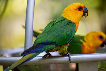 The jandaya parakeet (Aratinga jandaya) is a small Neotropical parrot with green wings and tail, reddish-orange body, yellow head and neck, orange cheeks, and black bill, native to wooded habitats.
