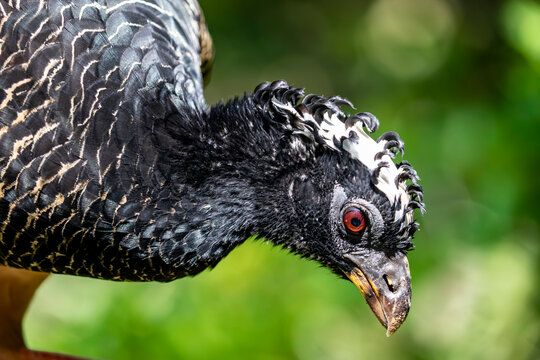 A female bare-faced curassow (Crax fasciolata). It is a species of bird in the family Cracidae, The female has a black head, throat, neck and upper mantle, and a black and white barred crest. 