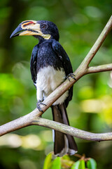 The West African pied hornbill (Lophoceros semifasciatus) is a bird of the hornbill family, a family of tropical near-passerine birds found in the Old World.