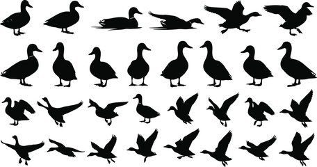 Collection of duck silhouette vector illustrations featuring walking, swimming, and flying poses, ideal for wildlife artwork, bird graphics, nature themes, and outdoor design projects