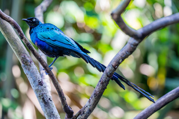 Fototapeta premium The long-tailed glossy starling (Lamprotornis caudatus) is a member of the starling family of birds. It is a resident breeder in tropical Africa from Senegal east to Sudan.