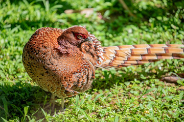 The Copper Pheasant (Syrmaticus soemmerringii) is a strikingly beautiful bird native to the forests of Japan. Males are known for their long, elegant tails and copper-colored plumage
