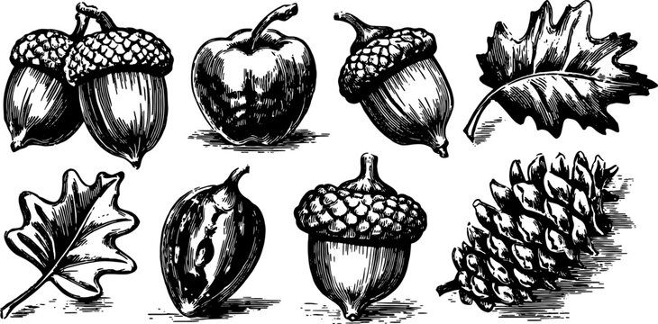 Acorn and leaf illustrations in a vintage style. Hand-drawn line drawings of botanical elements in black outline, perfect for decor. Vector illustration set included.