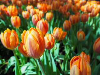 Orange tulip closeup in sunny garden with green leaves and blurred flower field creating warm spring atmosphere
