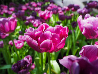 Fototapeta premium Vibrant pink tulip bloom in sunlit garden with green stems and blurred floral background conveying cheerful spring energy
