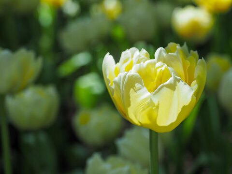 Yellow double tulip bloom in soft sunlight creating peaceful spring garden scene with delicate petals and green blurred background conveying gentle warmth and calm