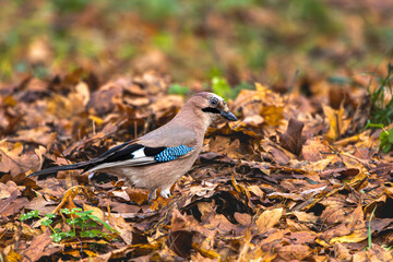 jay bird