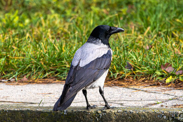 gray crow on a branch