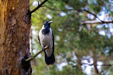 Naklejka premium great spotted woodpecker