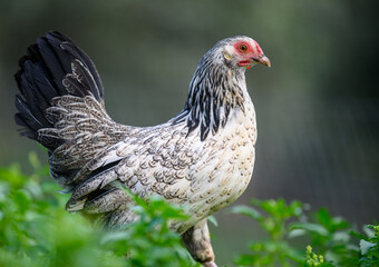 free range chicken