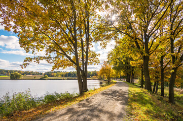 autumn season landscape in park, view of yellow trees alley background